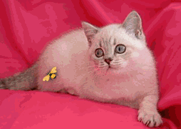 chat